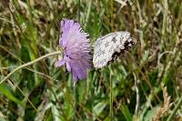 Melanargia galathea