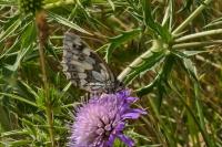 Melanargia galathea
