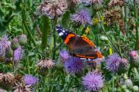 Vanessa atalanta