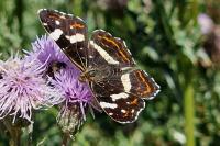 Araschnia levana