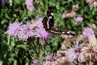 Araschnia levana
