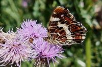 Araschnia levana