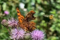 Polygonia c-album