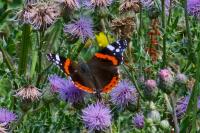 Vanessa atalanta