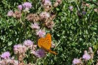 Argynnis paphia
