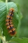 Acronicta rumicis