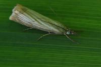 Chrysoteuchia culmella
