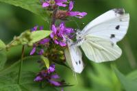 Pieris napi