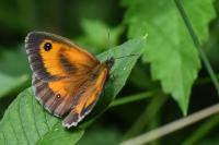 Pyronia tithonus