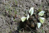 Pieris rapae