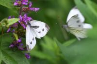 Pieris napi