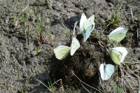 Pieris napi