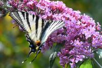Iphiclides podalirius
