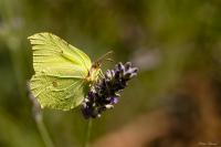 Gonepteryx rhamni
