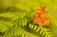 Polygonia c-album