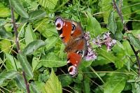 Aglais io