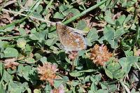 Polyommatus icarus
