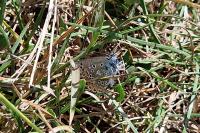 Polyommatus icarus