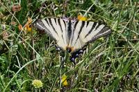 Iphiclides podalirius