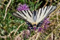 Iphiclides podalirius