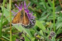 Thymelicus acteon
