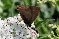 Satyrium w-album