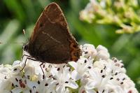 Satyrium w-album