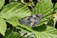Melanargia galathea