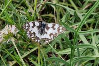 Melanargia galathea