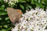 Satyrium w-album
