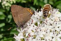 Satyrium w-album