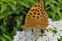 Argynnis paphia