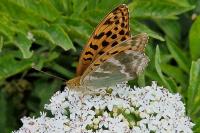Argynnis paphia