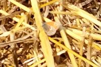 Coenonympha pamphilus