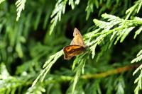 Pyronia tithonus