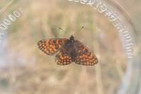 Melitaea athalia
