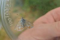 Aricia agestis