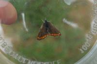 Aricia agestis