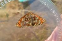 Melitaea athalia