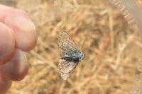 Aricia agestis