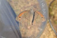 Maniola jurtina