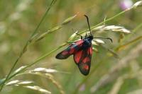 Zygaena filipendulae