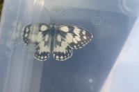 Melanargia galathea