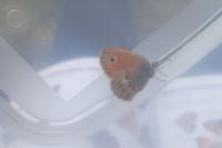 Coenonympha pamphilus
