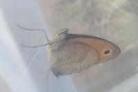 Maniola jurtina