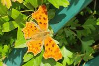 Polygonia c-album