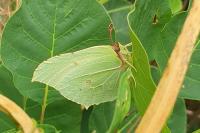 Gonepteryx rhamni