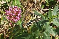 Papilio machaon