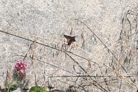 Macroglossum stellatarum