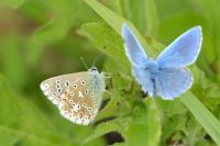 Polyommatus icarus